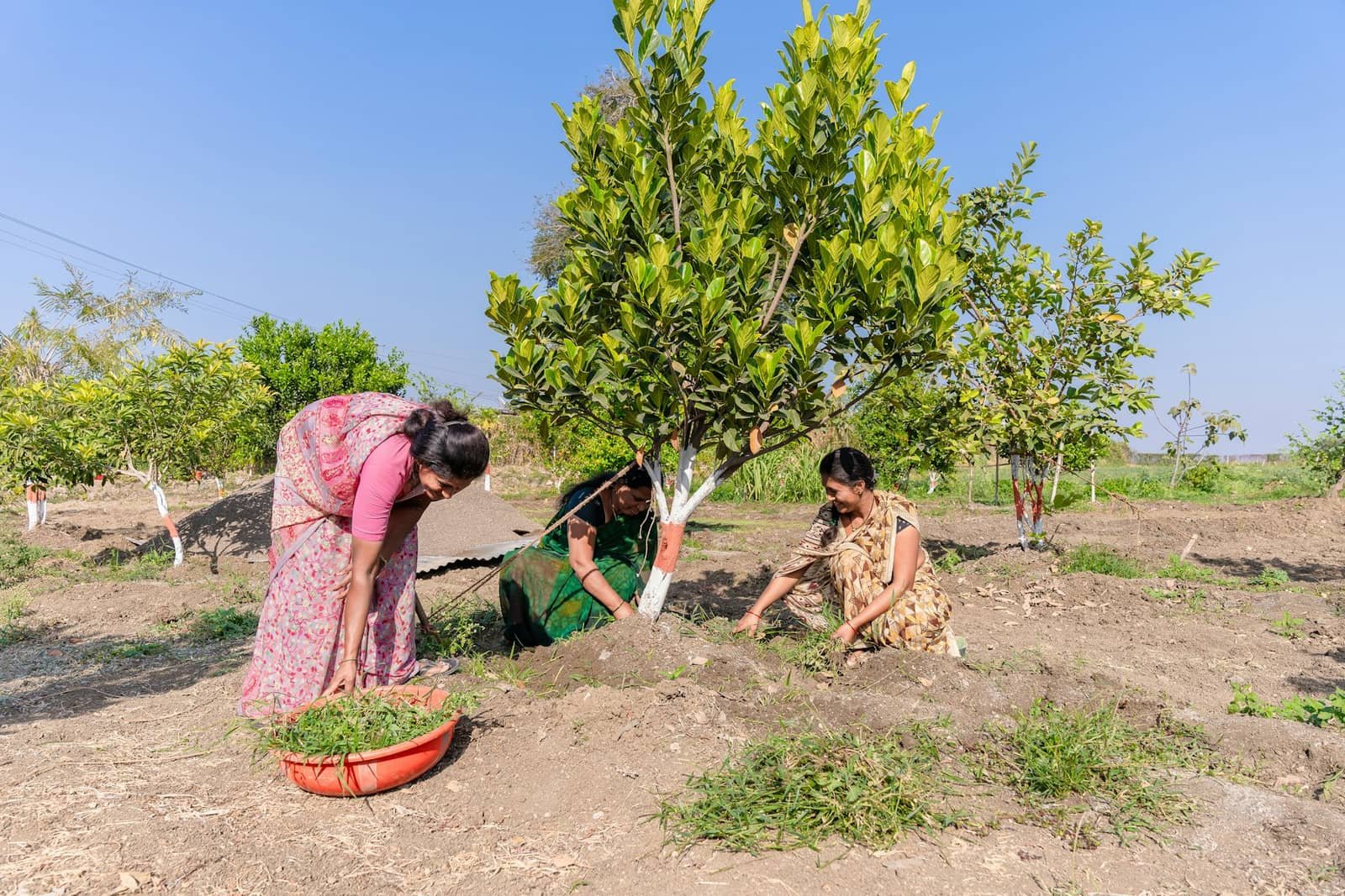 Community Tree Plantation Drive