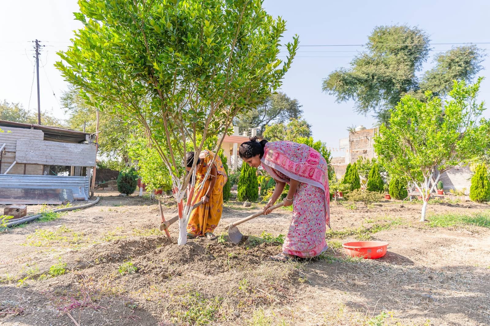 A woman in a pink sari digging soil beside a young tree